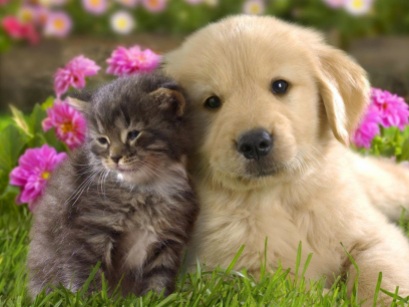 73637_cute-cat-dog-friendship-hd-wallpaper_1600x1200