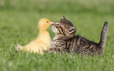 cute-and-funny-wallpaper-of-a-young-cat-and-duck-being-best-friends