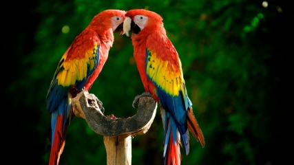 parrots-couple-colorful-feathers-1920x1080