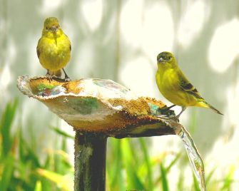 wild-canaries-yellow-birds